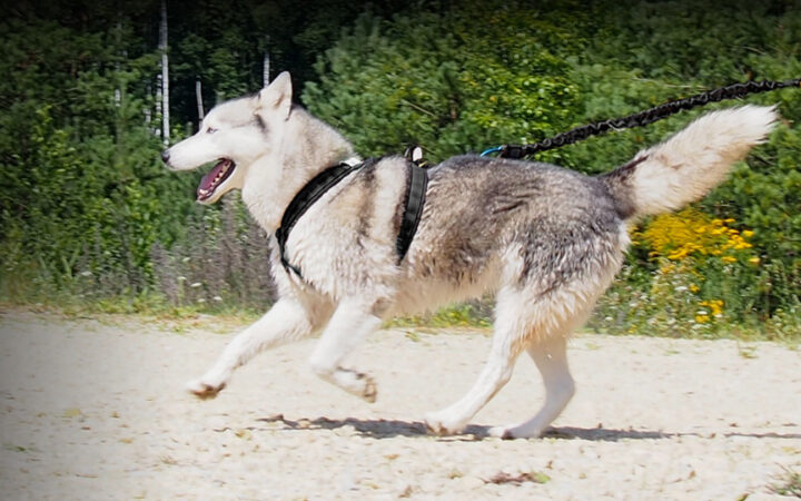 Szelki Lite Run Konstrukcja Guard PP
