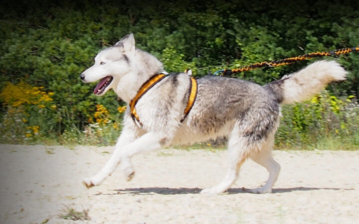 Szelki Lite Run Konstrukcja Guard PA