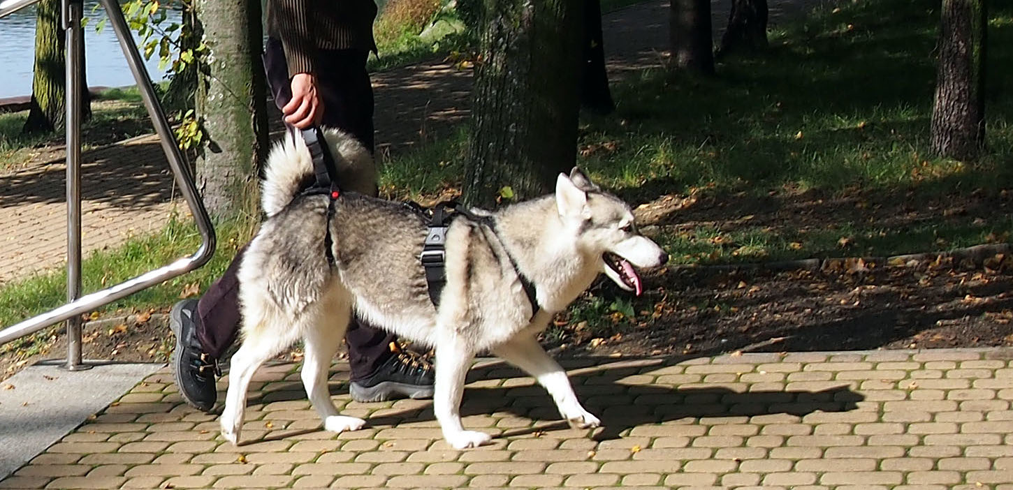 Szelki Rehabilitacyjne dla Psa