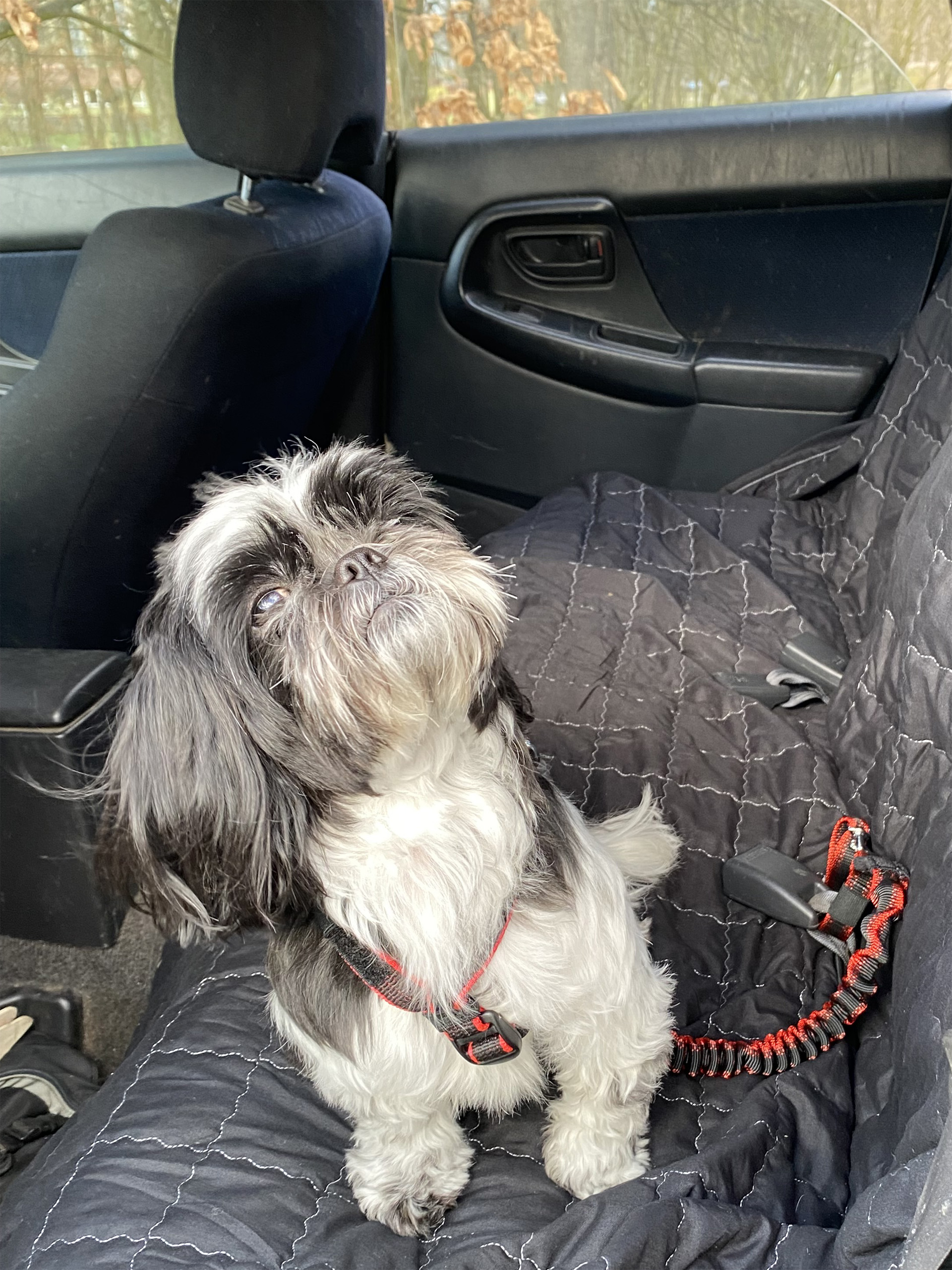 auto amort shih tzu 2