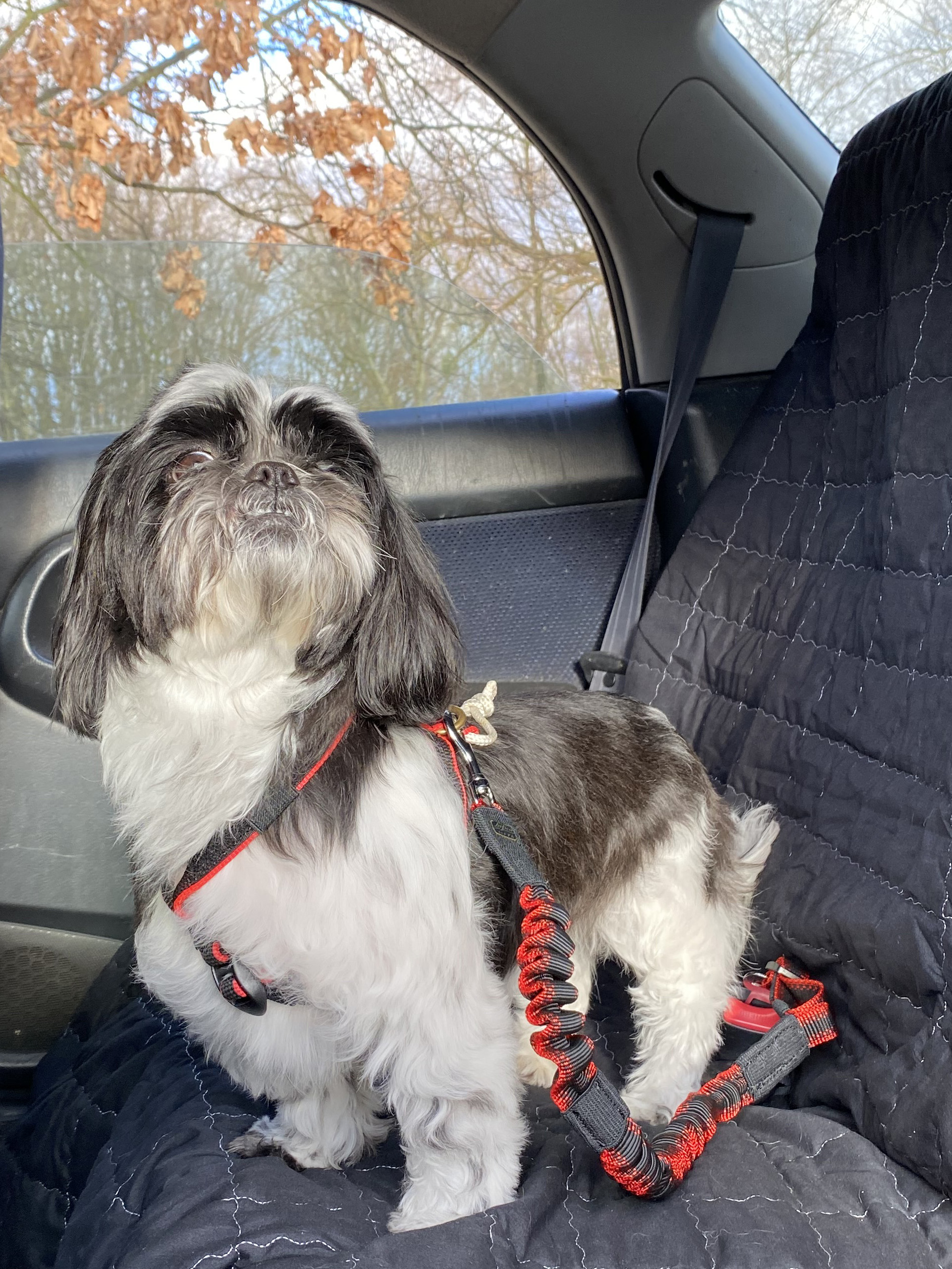 auto amort shih tzu 3