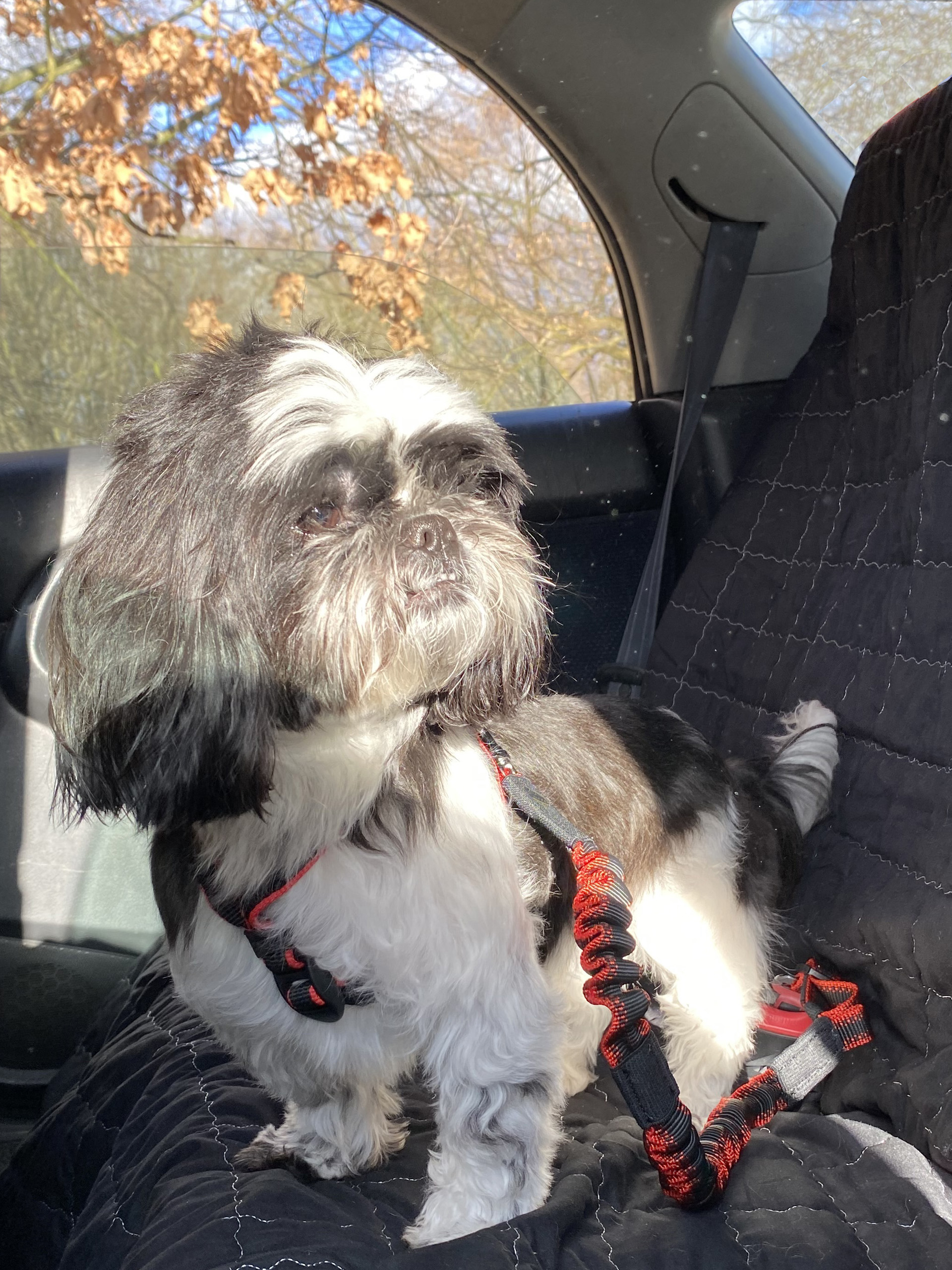 auto amort shih tzu 4